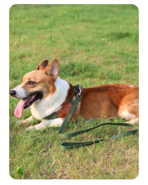 The City Harness